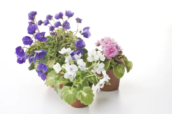 Coleção de flores violetas nos vasos — Fotografia de Stock