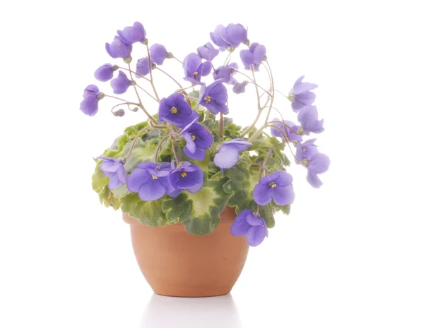Violet flowers in a pot — Stock Photo, Image
