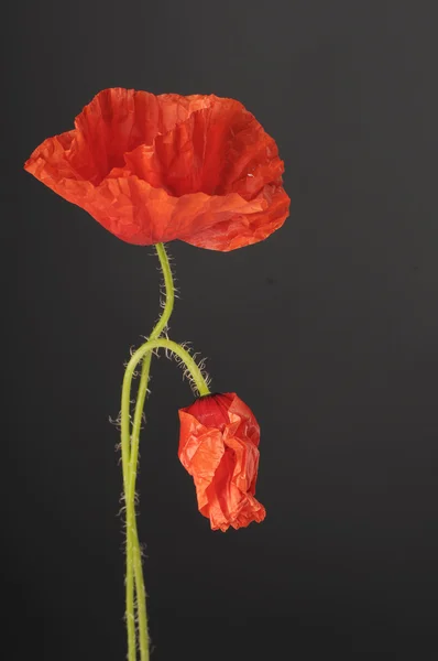 Poppy flowers — Stock Photo, Image