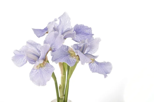 Bouquet di iris — Foto Stock