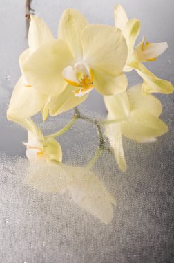 orkide phalaenopsis çiçek