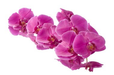 orkide phalaenopsis çiçek