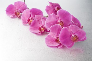 orkide phalaenopsis çiçek