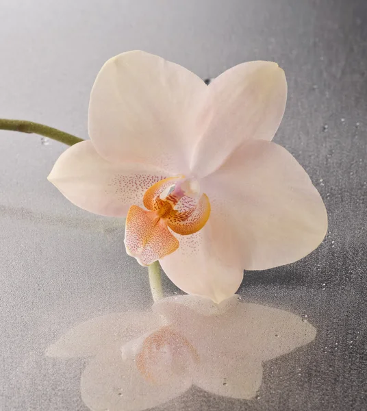 Orchid phalaenopsis flower — Stock Photo, Image