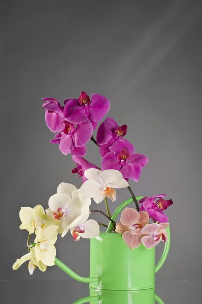 Multicolor phalaenopsis orchid flowers in a watering can — Stock Photo, Image