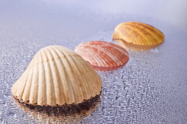 Wet seashells — Stock Photo, Image