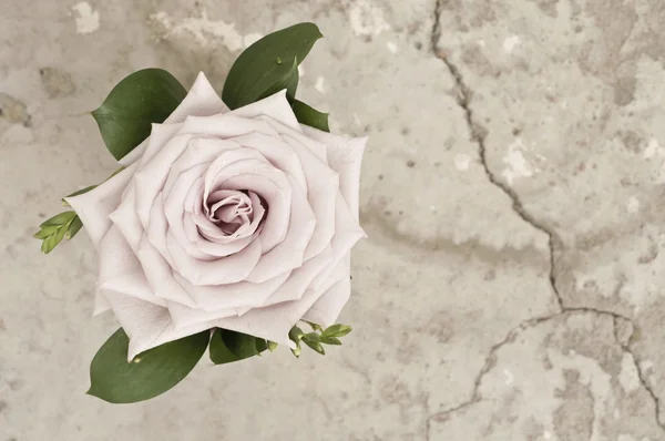 グランジ背景の上にバラの花 — ストック写真