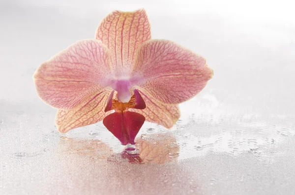 Orchidée Phalaenopsis fleur — Photo