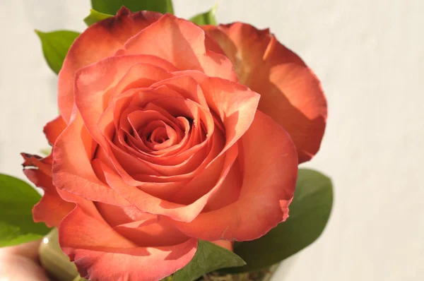 Rose flower close up — Stock Photo, Image