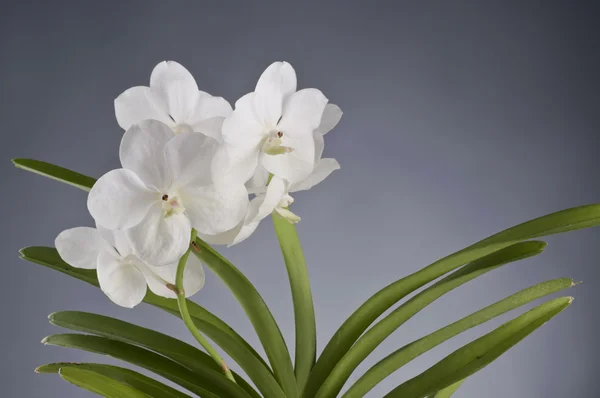 White orchid flower — Stock Photo, Image