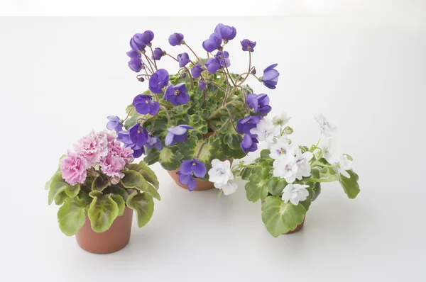 Coleção de flores violetas nos vasos — Fotografia de Stock