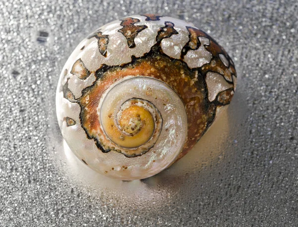 Wet seashell — Stock Photo, Image