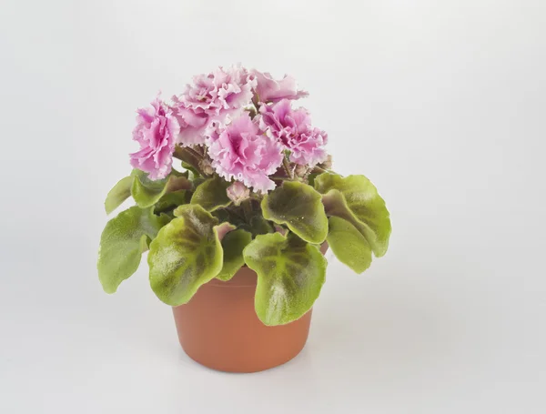 Flor violeta em um pote — Fotografia de Stock