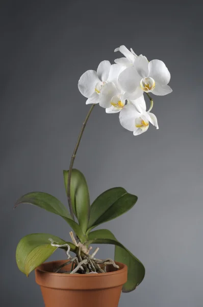 Біла квітка орхідеї в горщику — стокове фото