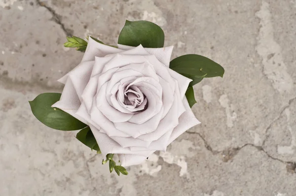 Rose flower over grunge background — Stock Photo, Image