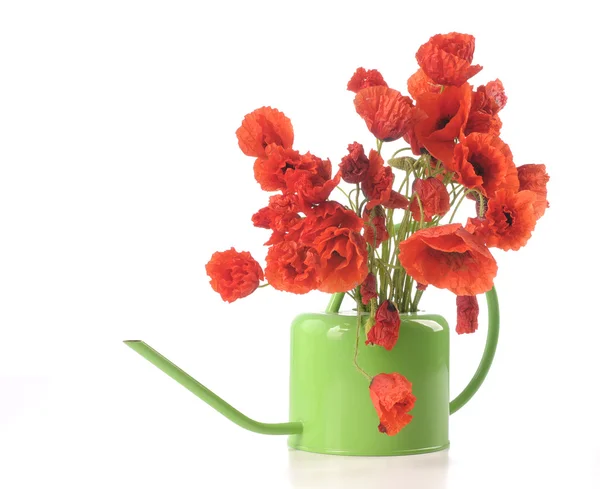 Poppy flowers in a watering can — Stock Photo, Image