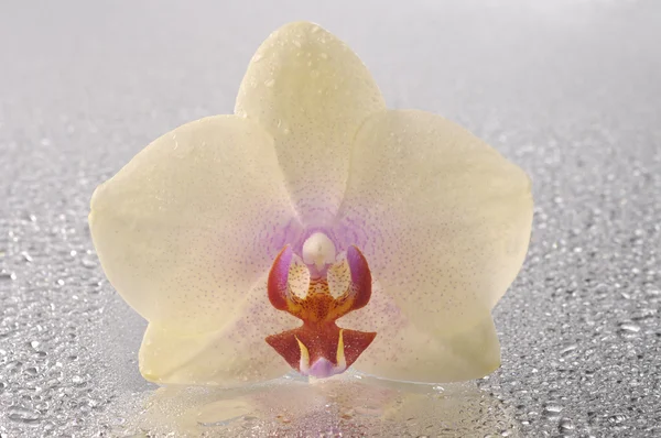 Orchid phalaenopsis flower — Stock Photo, Image