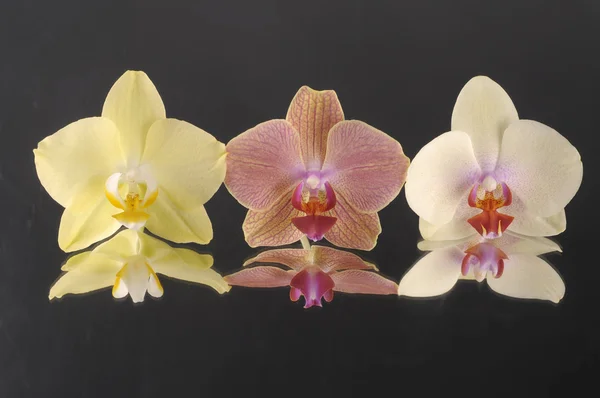 Orkide phalaenopsis çiçek — Stok fotoğraf