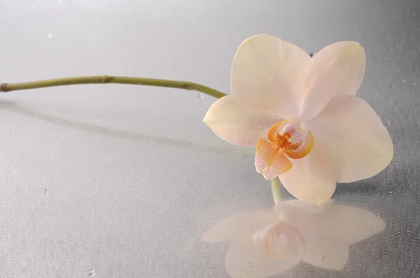 Цветок орхидеи Фаленопсис — стоковое фото