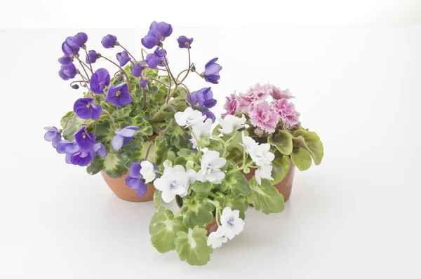 Az edények lila virágok gyűjteménye — Stock Fotó