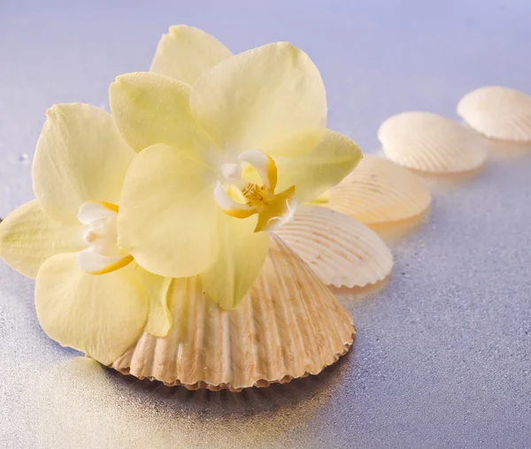 Orchideenblumen und Muscheln — Stockfoto