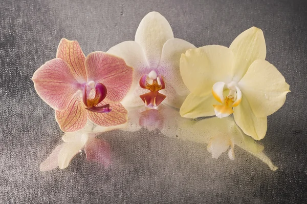 Orchid phalaenopsis flowers — Stock Photo, Image