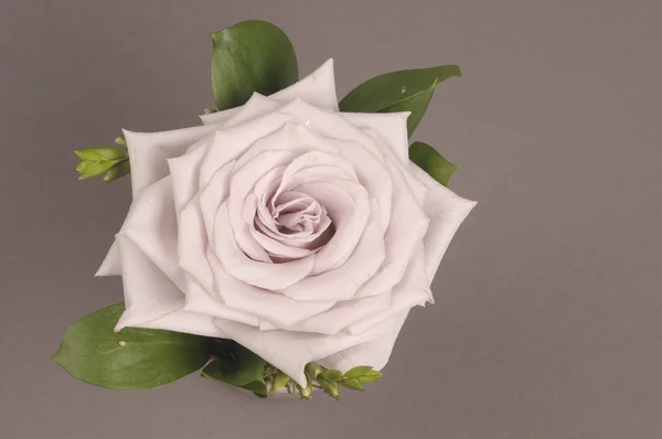 Rosa flor decoração — Fotografia de Stock