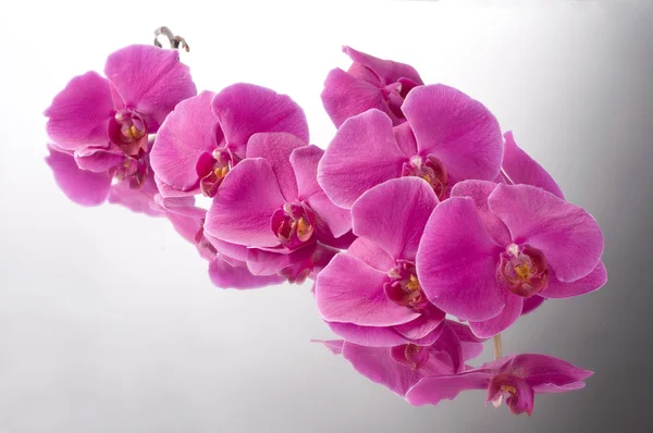 Phalaenopsis 난초 꽃 — 스톡 사진