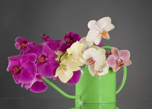 Többszínű phalaenopsis orchidea virágok locsolókanna — Stock Fotó