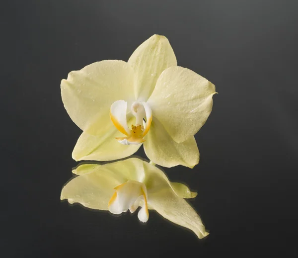 Flor orquídea sobre preto — Fotografia de Stock