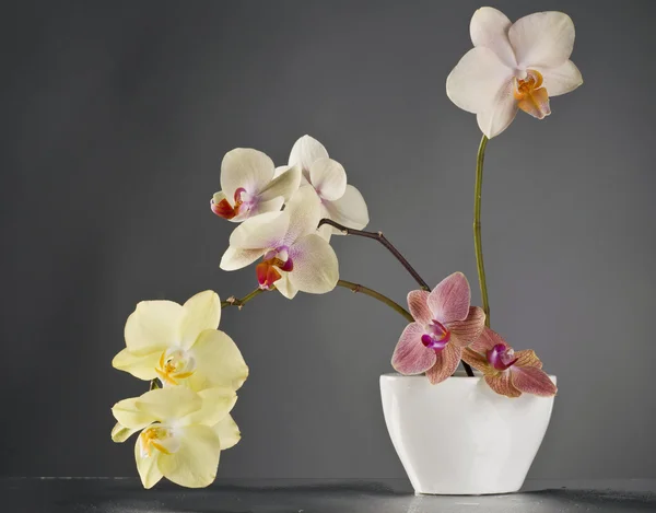 흰색 꽃병에 다 색 phalaenopsis 난초 꽃 — 스톡 사진