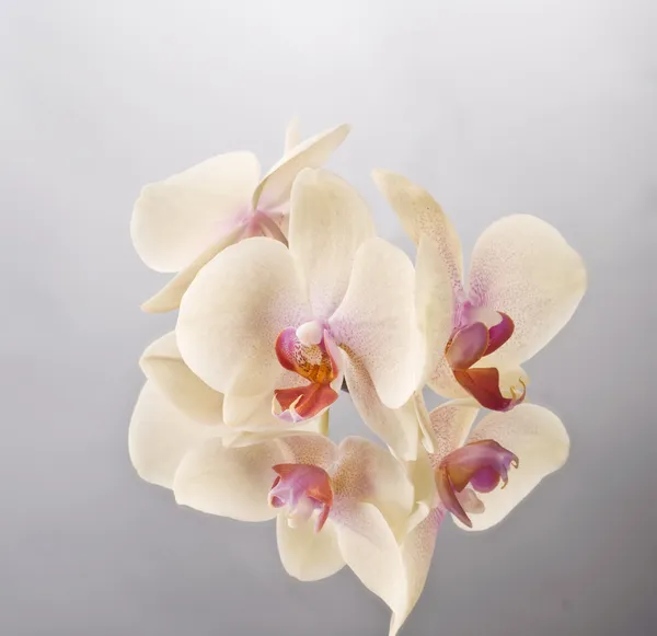 Orkide phalaenopsis çiçek — Stok fotoğraf