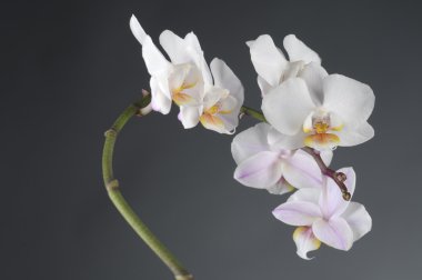 Beyaz Orkide çiçek