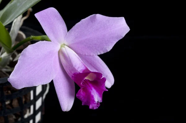 Flor de orquídea Laelia pumila — Fotografia de Stock