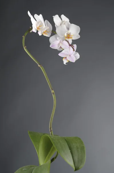 Fehér orchidea virág — Stock Fotó