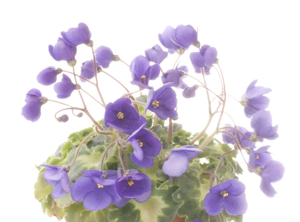 Flores violetas de cerca —  Fotos de Stock