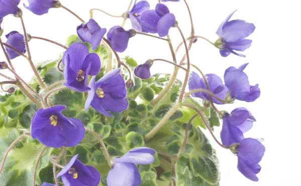 Violet flowers close up — Stock Photo, Image