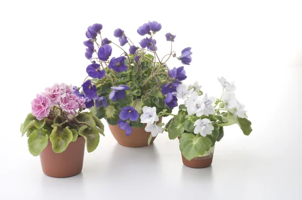 Sammlung von violetten Blumen in den Töpfen — Stockfoto