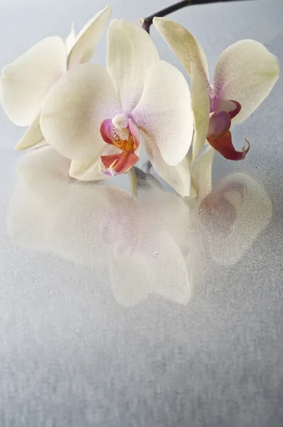 Orchid phalaenopsis flower — Stock Photo, Image