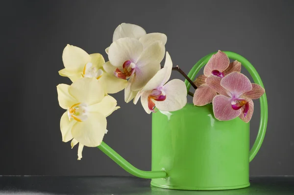 Mehrfarbige Phalaenopsis-Orchideenblüten in einer Gießkanne — Stockfoto