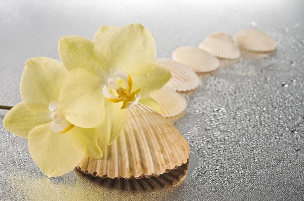 Orchidea virágok és tengeri kagylókból — Stock Fotó