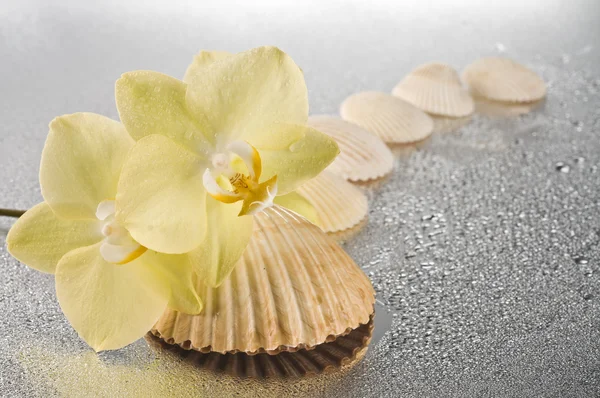 Orchid flowers and seashells — Stock Photo, Image