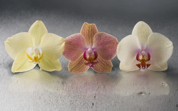 Flores de phalaenopsis de la orquídea — Foto de Stock