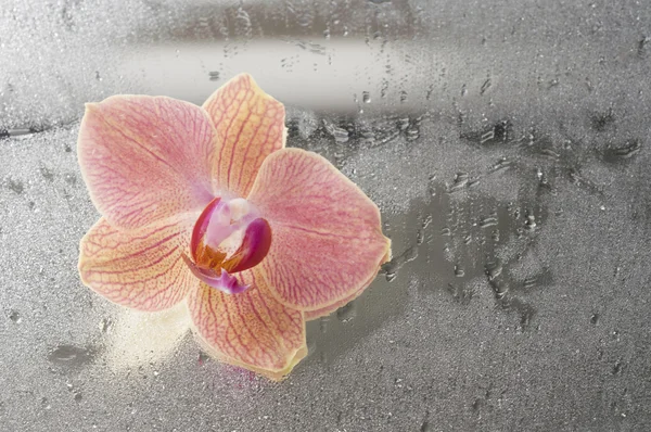 Ορχιδέα phalaenopsis λουλούδι — Φωτογραφία Αρχείου