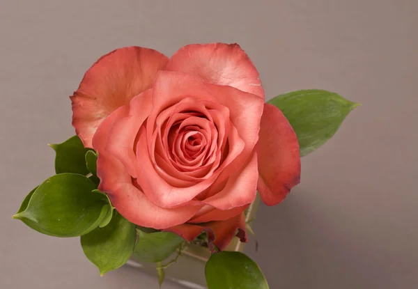 Rózsa virág dekoráció — Stock Fotó