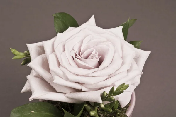 Rose flower decoration — Stock Photo, Image