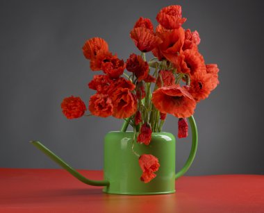 haşhaş çiçekleri