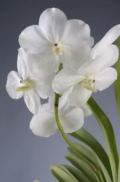 Flor de orquídea blanca —  Fotos de Stock