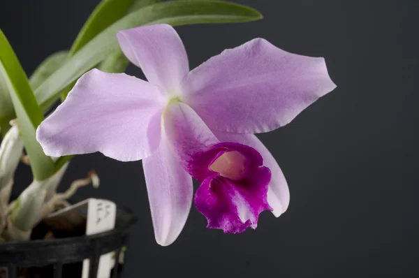 Laelia pumila orchid flower — Stock Photo, Image