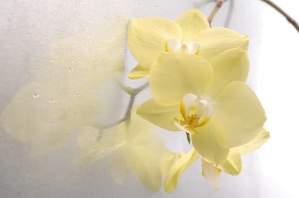 Orchidej phalaenopsis květ — Stock fotografie